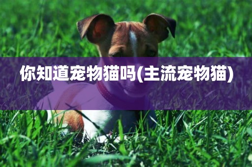 你知道寵物貓嗎(主流寵物貓) 