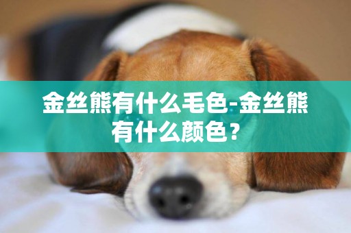 金絲熊有什么毛色-金絲熊有什么顏色？
