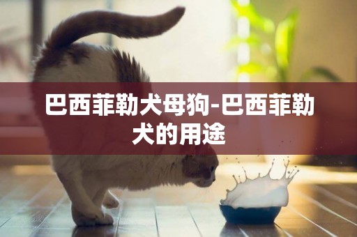 巴西菲勒犬母狗-巴西菲勒犬的用途