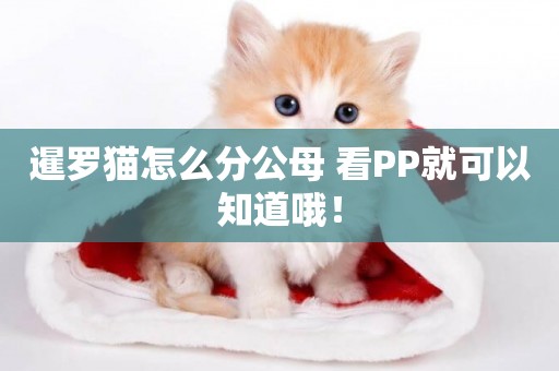 暹羅貓怎么分公母 看PP就可以知道哦！