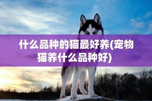 什么品種的貓最好養(寵物貓養什么品種好) 