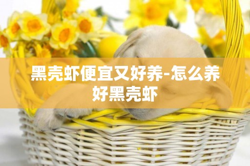 黑殼蝦便宜又好養-怎么養好黑殼蝦