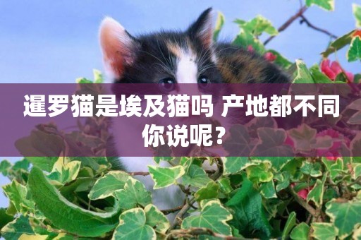 暹羅貓是埃及貓嗎 產地都不同 你說呢？