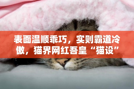表面溫順乖巧，實則霸道冷傲，貓界網紅吾皇“貓設”崩塌？ 