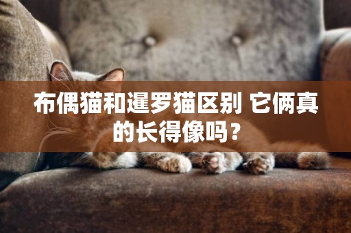 布偶貓和暹羅貓區別 它倆真的長得像嗎？