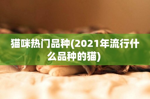 貓咪熱門品種(2021年流行什么品種的貓) 