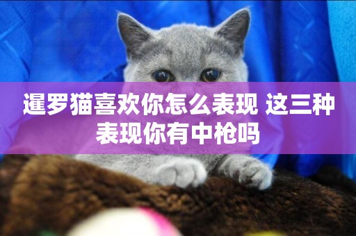 暹羅貓喜歡你怎么表現 這三種表現你有中槍嗎