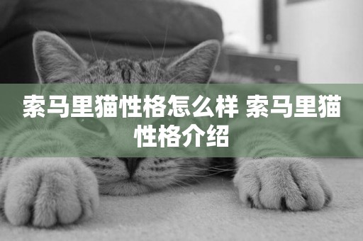 索馬里貓性格怎么樣 索馬里貓性格介紹
