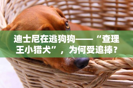 迪士尼在逃狗狗——“查理王小獵犬”，為何受追捧？ 