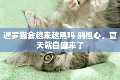 暹羅貓會越來越黑嗎 別擔心，夏天就白回來了