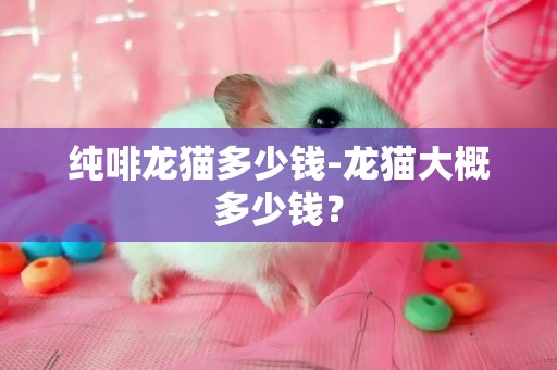 純啡龍貓多少錢-龍貓大概多少錢？