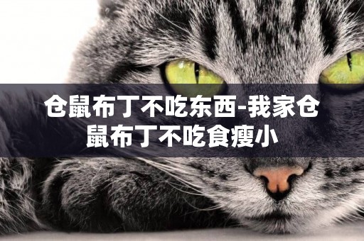 倉鼠布丁不吃東西-我家倉鼠布丁不吃食瘦小