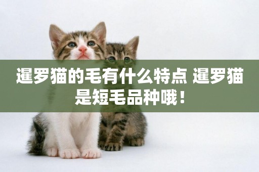 暹羅貓的毛有什么特點 暹羅貓是短毛品種哦！