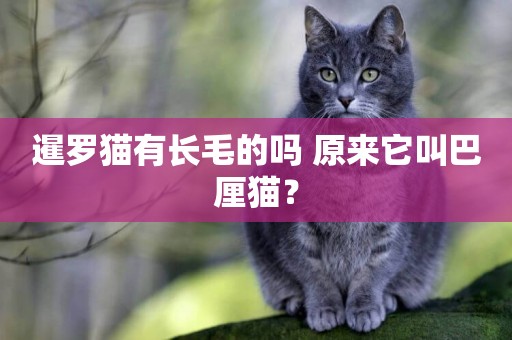 暹羅貓有長毛的嗎 原來它叫巴厘貓？