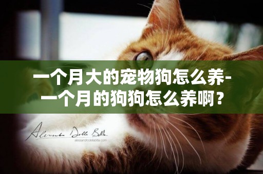 一個月大的寵物狗怎么養-一個月的狗狗怎么養啊？