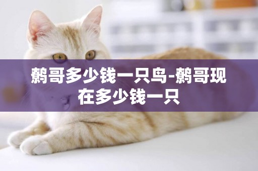 鷯哥多少錢一只鳥-鷯哥現在多少錢一只