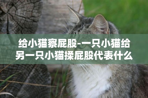 給小貓察屁股-一只小貓給另一只小貓揉屁股代表什么？