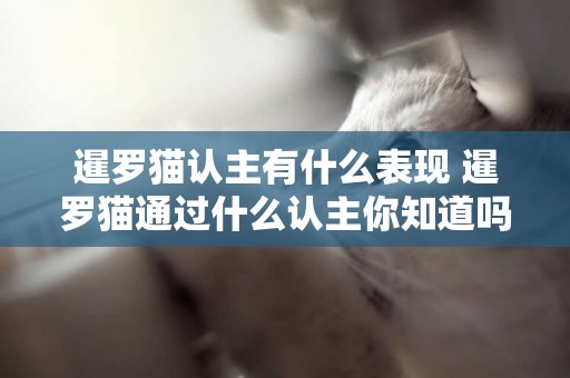 暹羅貓認主有什么表現 暹羅貓通過什么認主你知道嗎？
