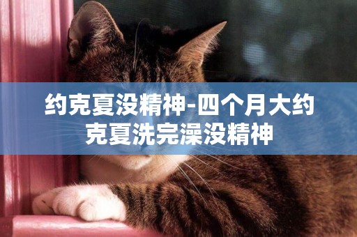 約克夏沒精神-四個月大約克夏洗完澡沒精神