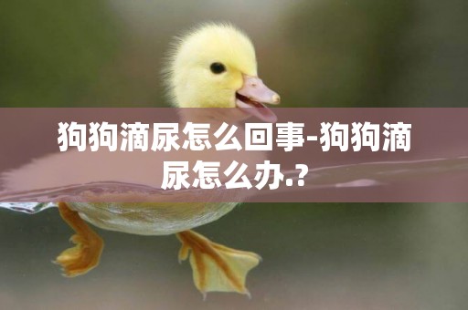 狗狗滴尿怎么回事-狗狗滴尿怎么辦.?