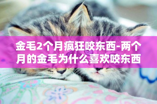 金毛2個月瘋狂咬東西-兩個月的金毛為什么喜歡咬東西？