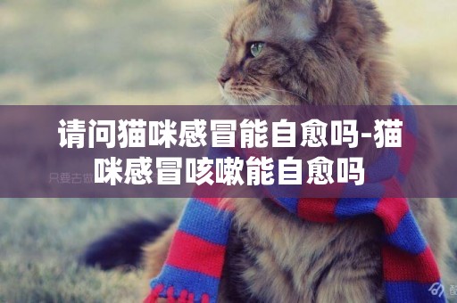 請問貓咪感冒能自愈嗎-貓咪感冒咳嗽能自愈嗎