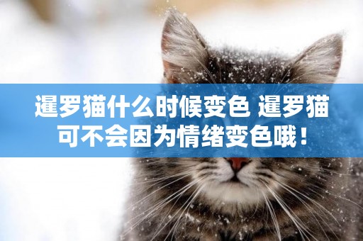 暹羅貓什么時候變色 暹羅貓可不會因為情緒變色哦！