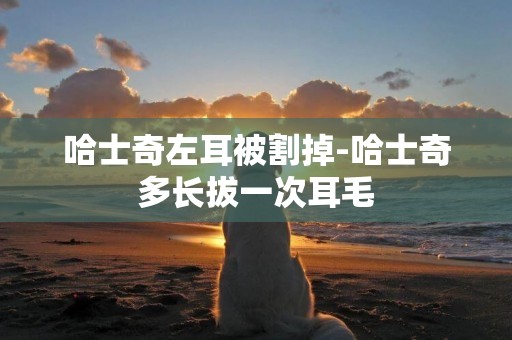 哈士奇左耳被割掉-哈士奇多長拔一次耳毛