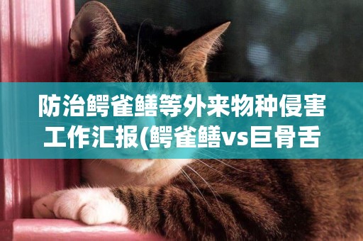 防治鱷雀鱔等外來物種侵害工作匯報(鱷雀鱔vs巨骨舌魚) 