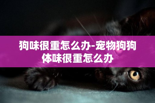 狗味很重怎么辦-寵物狗狗體味很重怎么辦