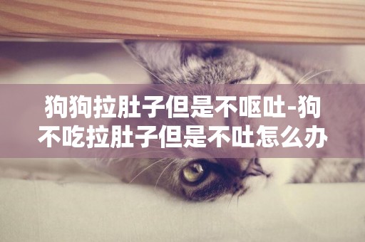狗狗拉肚子但是不嘔吐-狗不吃拉肚子但是不吐怎么辦？？