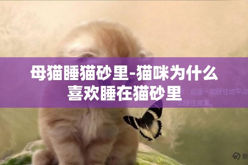 母貓睡貓砂里-貓咪為什么喜歡睡在貓砂里