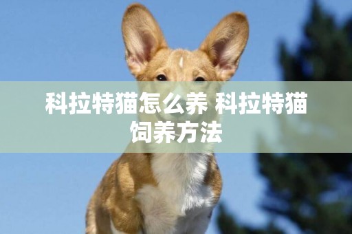 科拉特貓怎么養 科拉特貓飼養方法