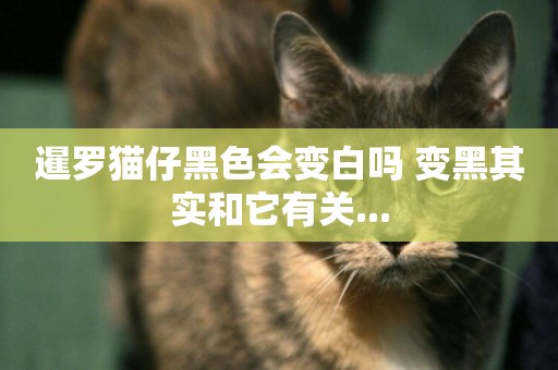 暹羅貓仔黑色會變白嗎 變黑其實和它有關...