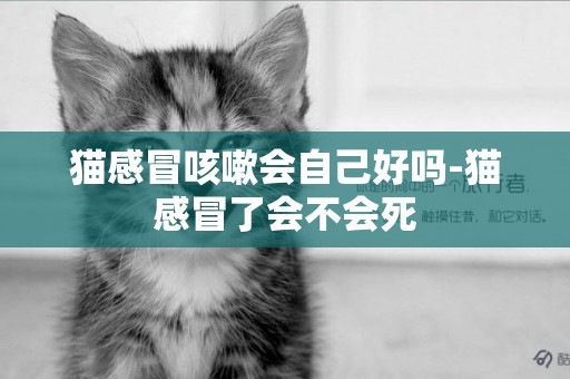 貓感冒咳嗽會自己好嗎-貓感冒了會不會死