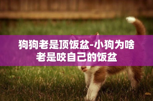 狗狗老是頂飯盆-小狗為啥老是咬自己的飯盆