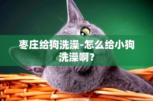 棗莊給狗洗澡-怎么給小狗洗澡啊？