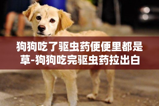 狗狗吃了驅蟲藥便便里都是草-狗狗吃完驅蟲藥拉出白色的便便