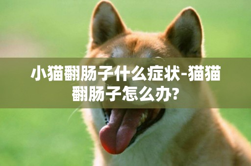 小貓翻腸子什么癥狀-貓貓翻腸子怎么辦?