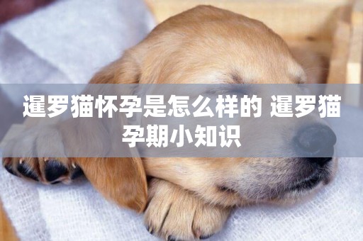 暹羅貓懷孕是怎么樣的 暹羅貓孕期小知識 暹羅貓懷孕是怎么樣的 暹羅貓孕期小知識