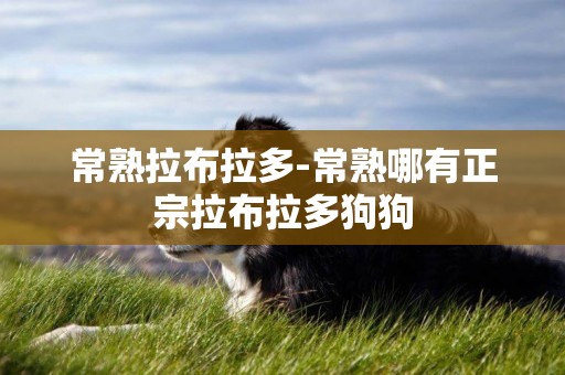 常熟拉布拉多-常熟哪有正宗拉布拉多狗狗