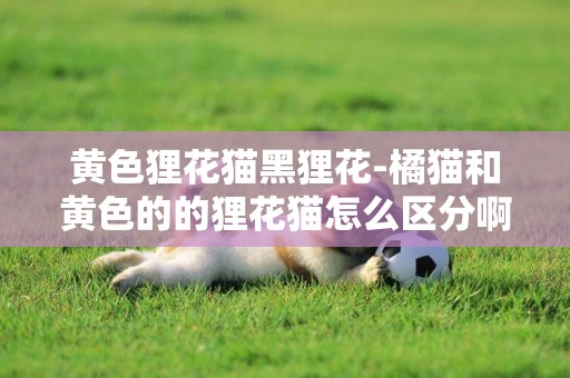 黃色貍花貓黑貍花-橘貓和黃色的的貍花貓怎么區分啊？！