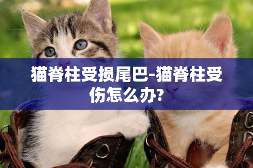 貓脊柱受損尾巴-貓脊柱受傷怎么辦?