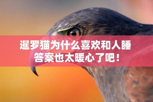 暹羅貓為什么喜歡和人睡 答案也太暖心了吧！