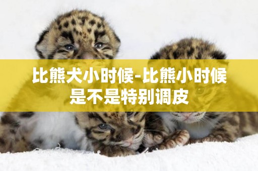 比熊犬小時候-比熊小時候是不是特別調皮