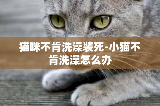 貓咪不肯洗澡裝死-小貓不肯洗澡怎么辦