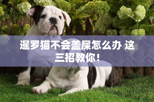 暹羅貓不會蓋屎怎么辦 這三招教你！