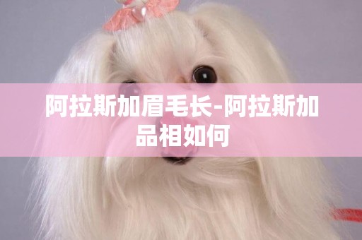 阿拉斯加眉毛長-阿拉斯加品相如何