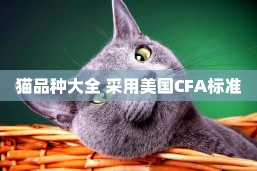貓品種大全 采用美國CFA標準