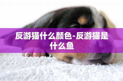反游貓什么顏色-反游貓是什么魚